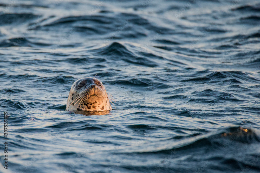 Fototapeta premium Seal series: sea lion is looking forward