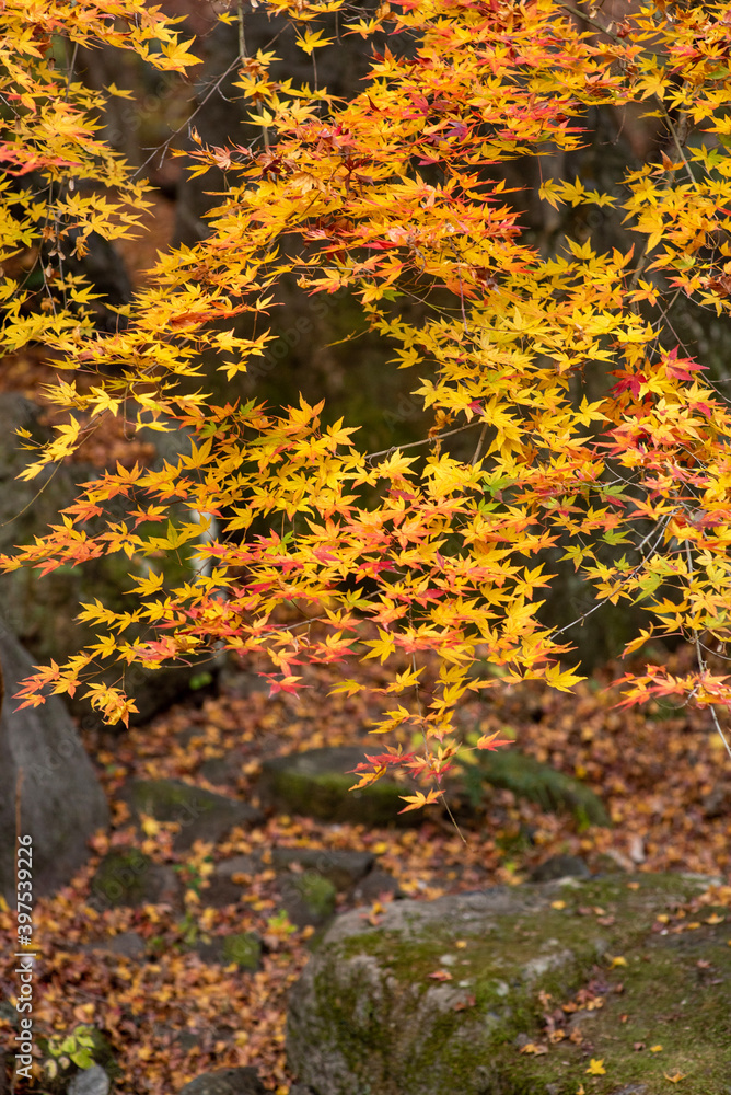 autumn leaves on a tree