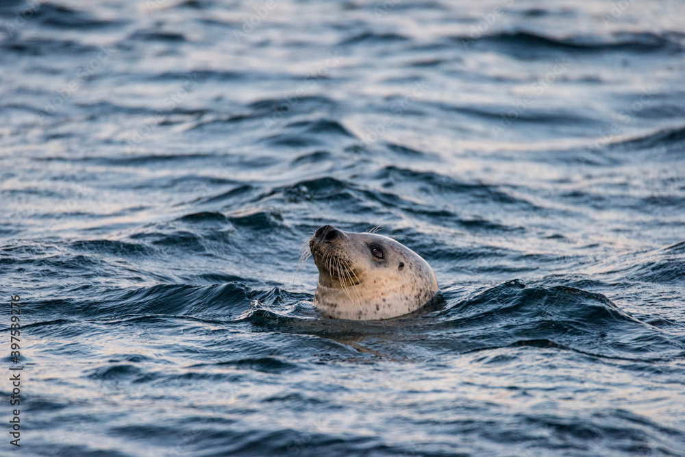 Fototapeta premium Seal series: seal in the sea close-up