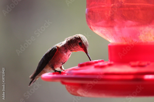 Hummingbird drinking