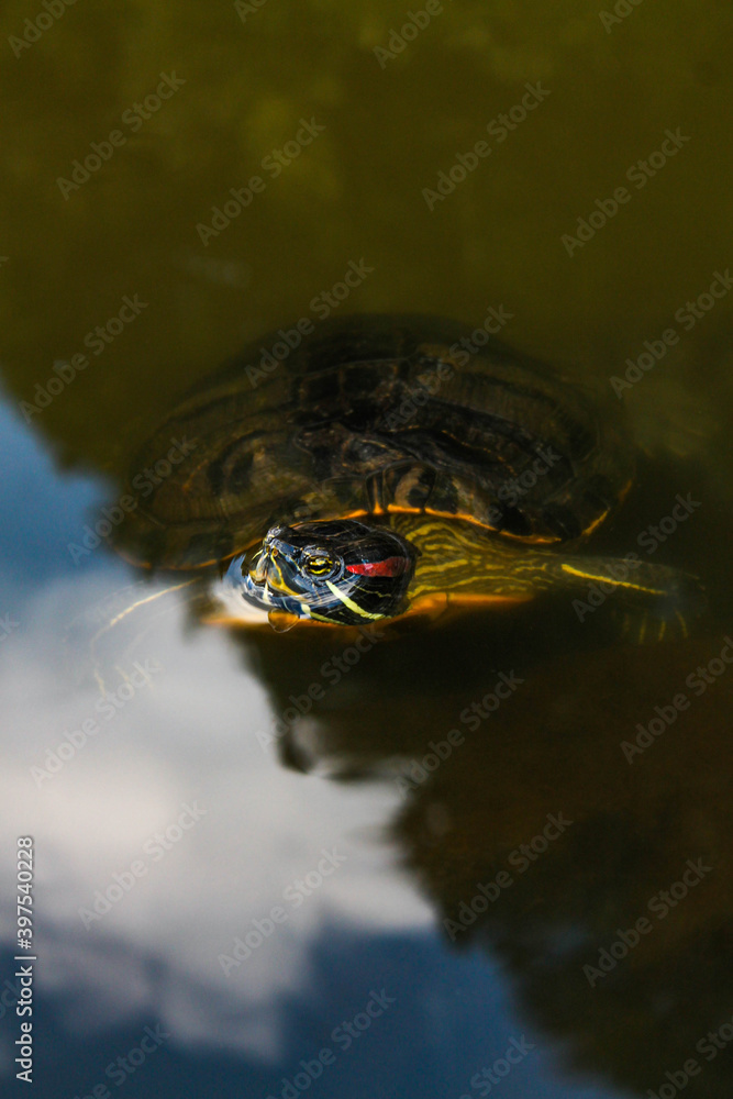 Fototapeta premium turtle in the water