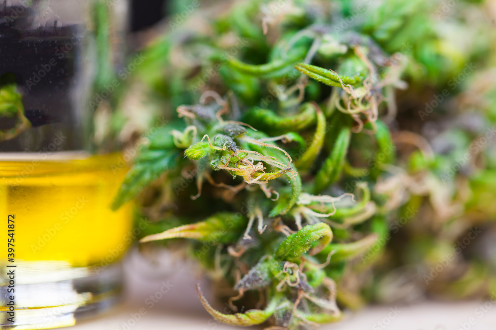 Medical marijuana cannabis cbd oil Medical marijuana cannabis cbd oil