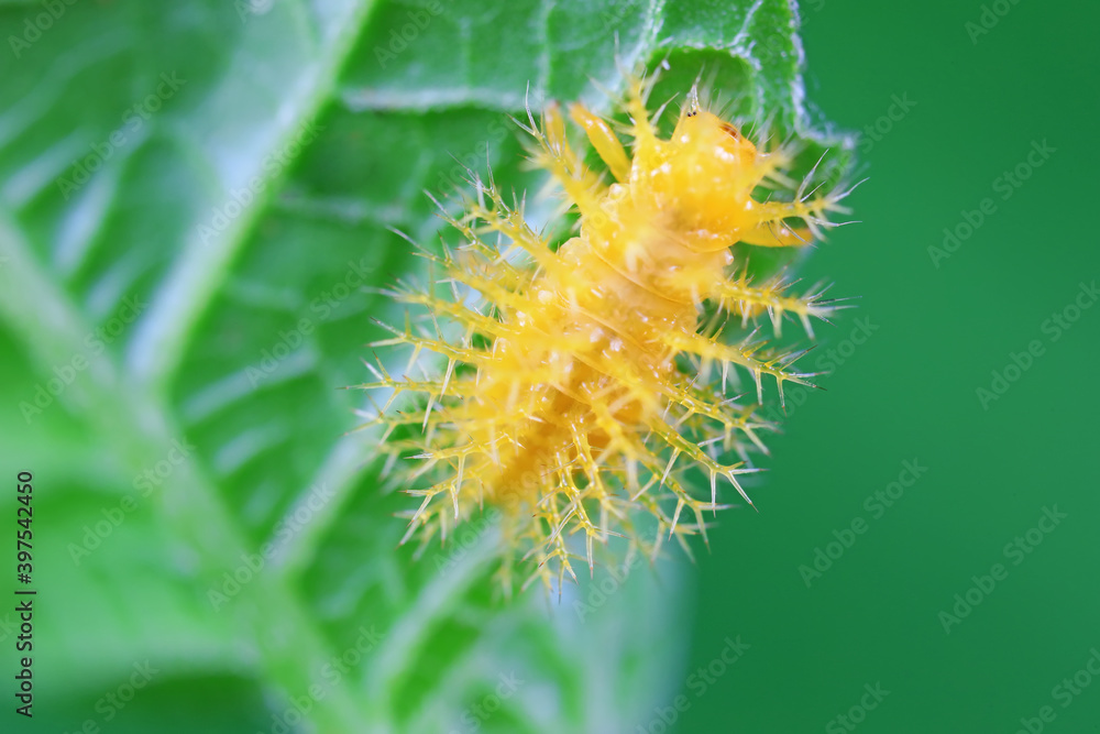 Fototapeta premium Ladybug larvae live on weeds