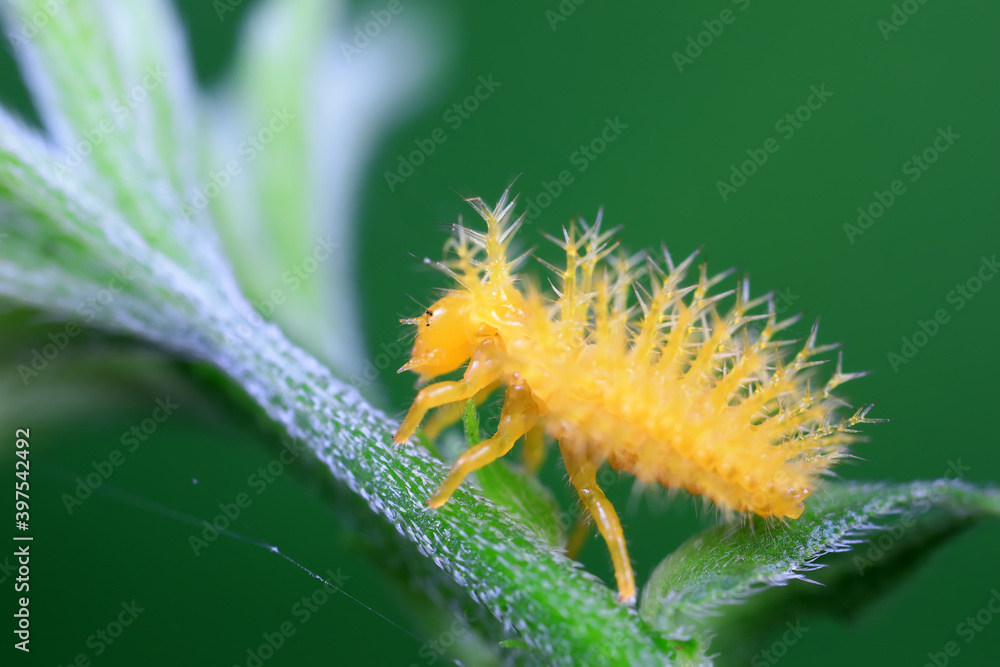 Fototapeta premium Ladybug larvae live on weeds