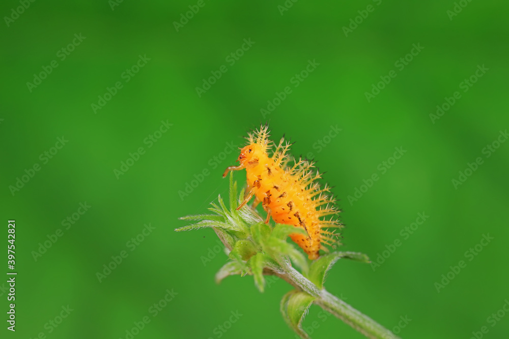 Naklejka premium Ladybug larvae live on weeds