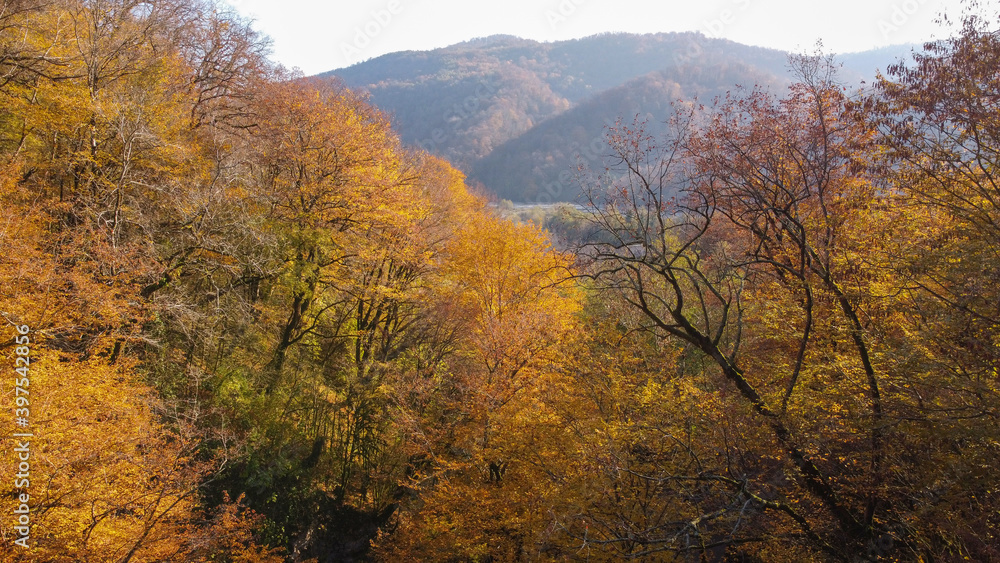 Beautiful landscape with autumn forest on the background of wooded mountains.