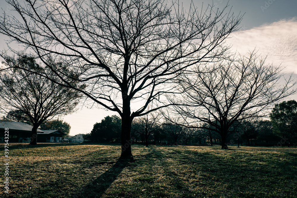 朝の公園の風景　12月
