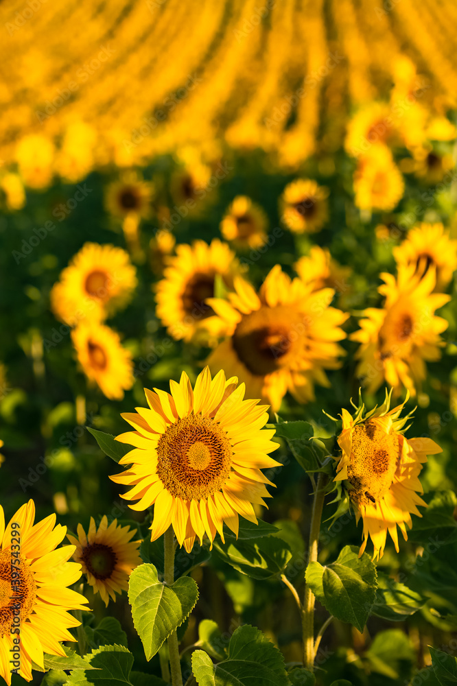sunflowers field in full sun in Provence, yellow background
sunflowers field in full sun in Provence, yellow background