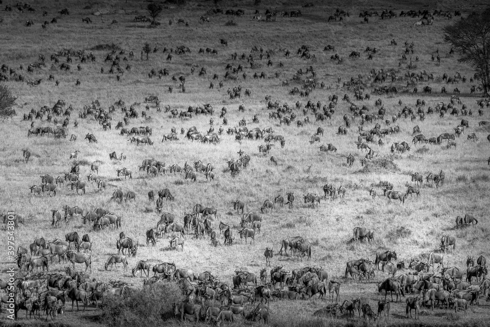 Aerial view of Gnu and Zebra on the Maasai Mara plain during the great migration