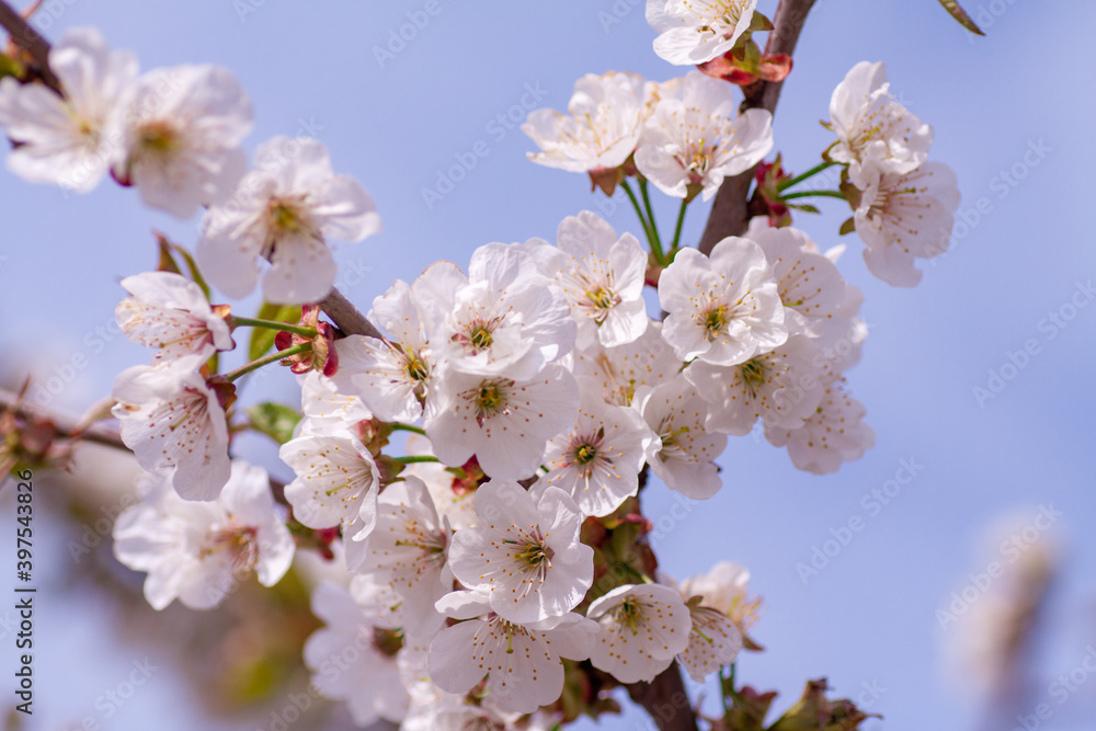 beautiful closeup spring blossoming tree