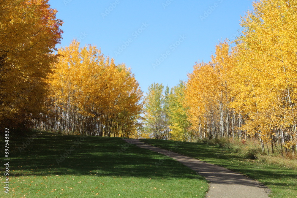 Fall Colours By Path, Elk Island National Park, Alberta