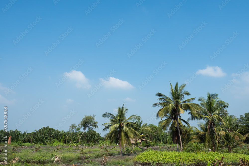 Coconut plantation and many banana trees plantation, very sunshine with clear sky