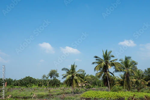 Coconut plantation and many banana trees plantation, very sunshine with clear sky