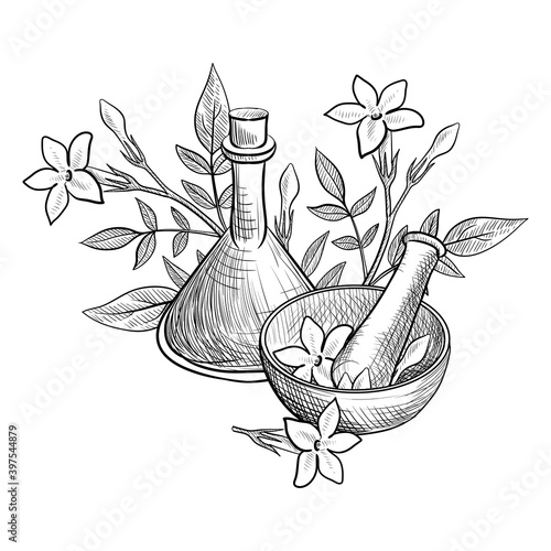 vector drawing jasmine essential oil