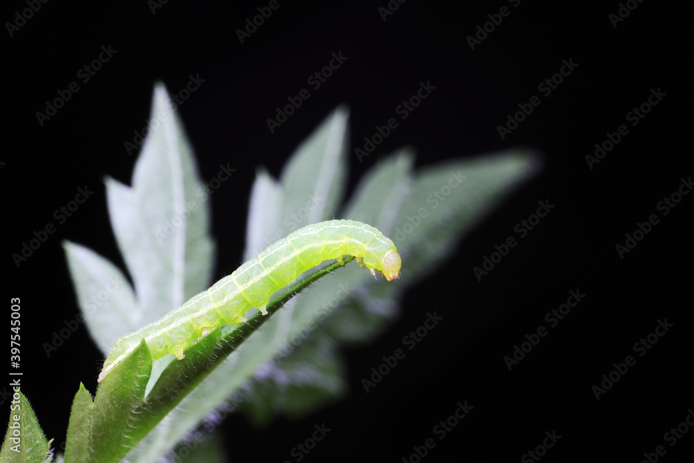 Small cotton bridge worm inhabits plants, North China Small cotton bridge worm inhabits plants, North China