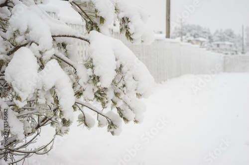 Fir and pine branches in the snow. Nature and environment