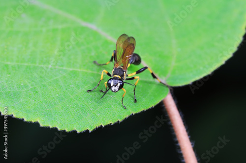 mud dauber live on green leaves