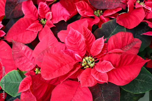 Christmas gift. poinsetia beautiful houseplant with red flowers