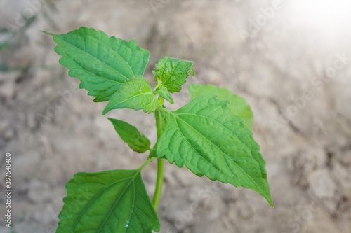 Green Siam Weed (Chromolaena odorata L.) on nature background. Bitter bush, Christmas bush, Devil weed, Camfhur grass, Common floss flower, Triffid. photo