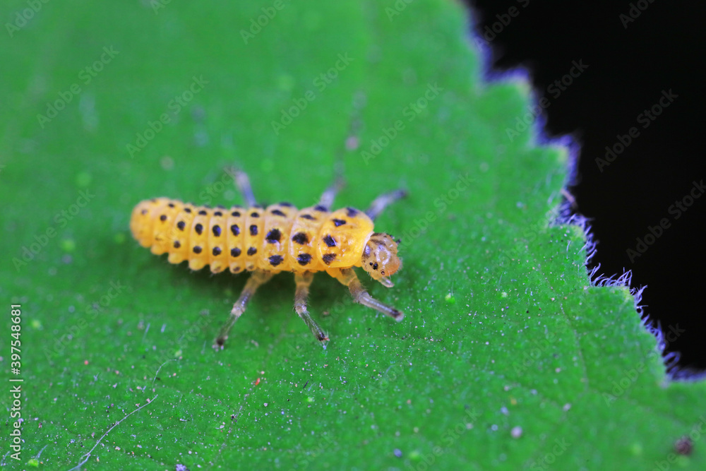 Ladybug larvae live on weeds