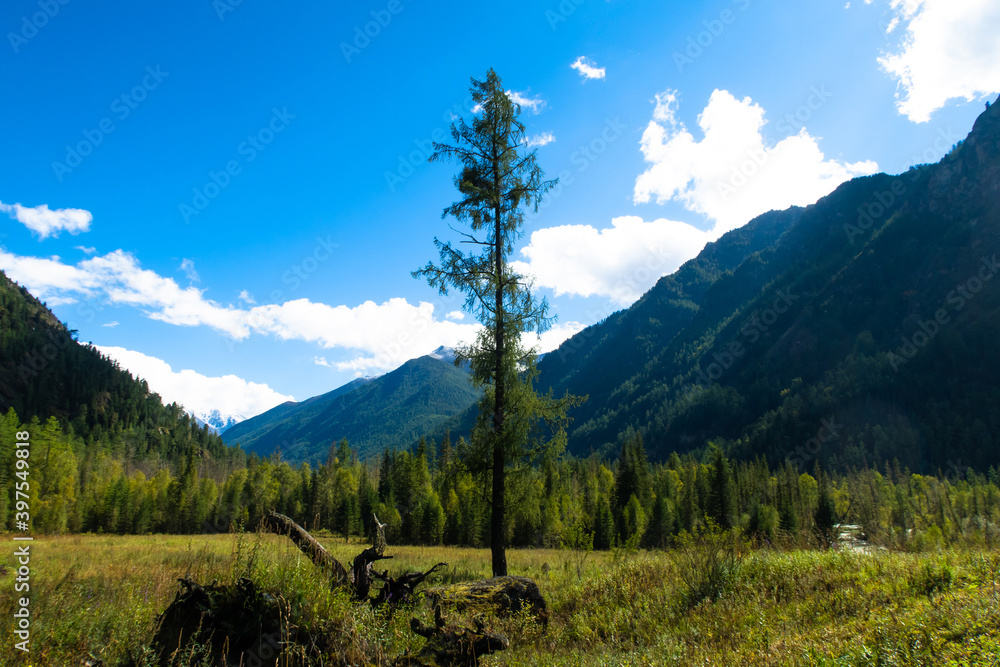 Fototapeta premium Tree in the mountain valley among high grass. Lonely fir or larch high tree standing out among the mountains on he blue sky background.