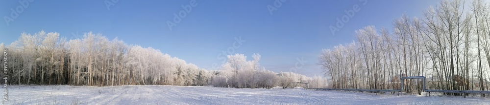 trees in the snow
trees in the snow