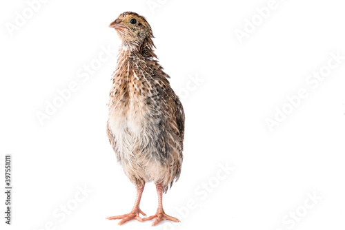 Young quail isolated on white background.