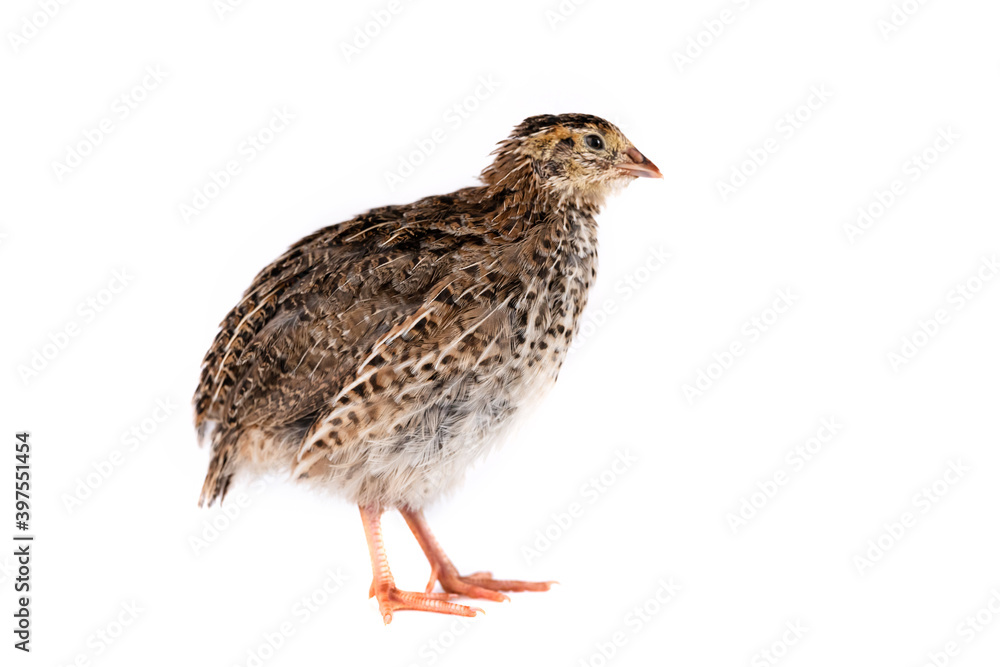 Young quail isolated on white background.