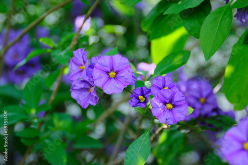 flowers in the garden