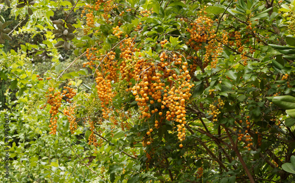 (Duranta repens) Vanillier de Cayenne ou durante de plumier, arbuste au port pleureur, feuillage vert clair à franc, velouté aux petites baies jaune orangé brillant (Duranta repens) Vanillier de Cayenne ou durante de plumier, arbuste au port pleureur, feuillage vert clair à franc, velouté aux petites baies jaune orangé brillant