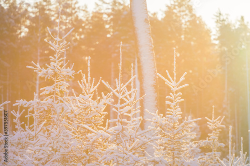 A beautiful early winter landscape of a small forest clearing during the sunrise. Winter scenery of Northern Europe.