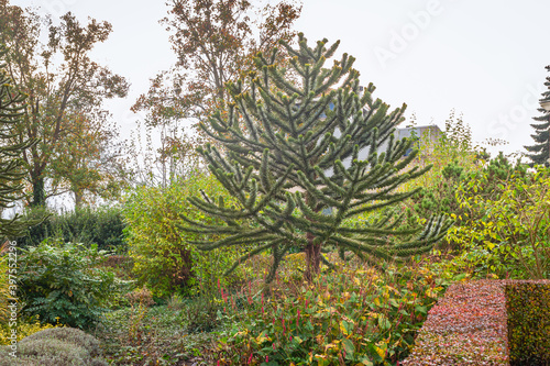 Bild auf Leinwand Garden with Monkey puzzle tree (Araucaria araucana)