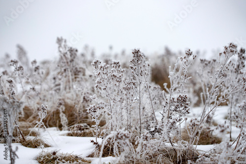 Meadow in a hoarfrost, close-up. Seasons, climate change, ecology, botany.