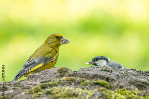 A greenfinch sitting on a stone chewing a seed. In side view. A part of a tomtit out of focus behind it © Dasya - Dasya