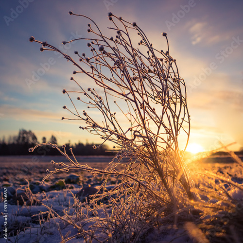 Brightly lit frozen, snow covered plants during the sunrise hour. Small winter svenery with a first snow in the morning. Roadside plants with snow during vibrant sunrise. photo