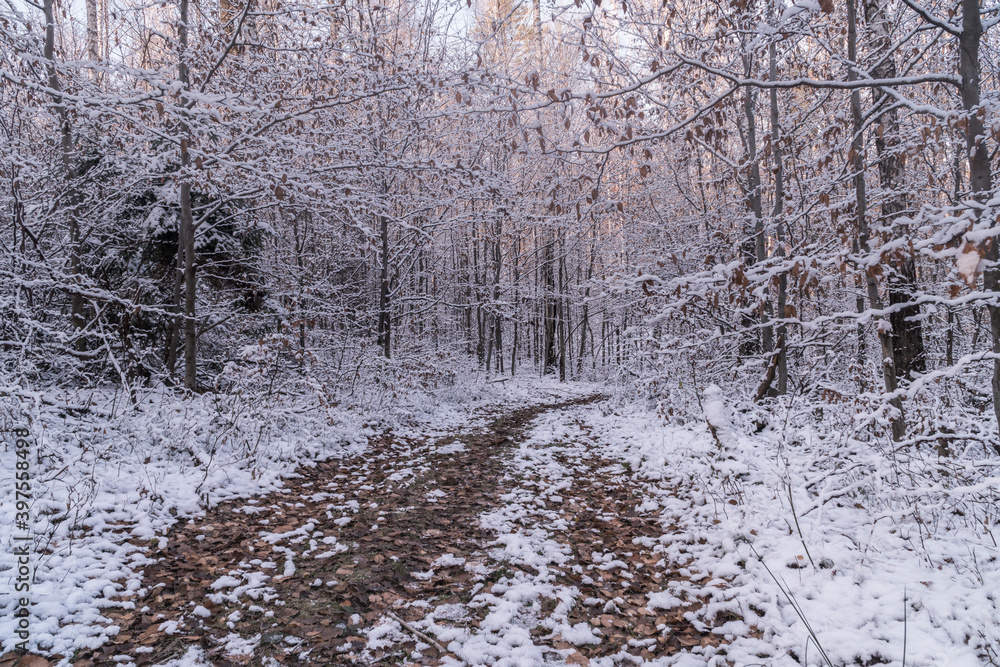 Leśna droga pokryta śniegiem o poranku