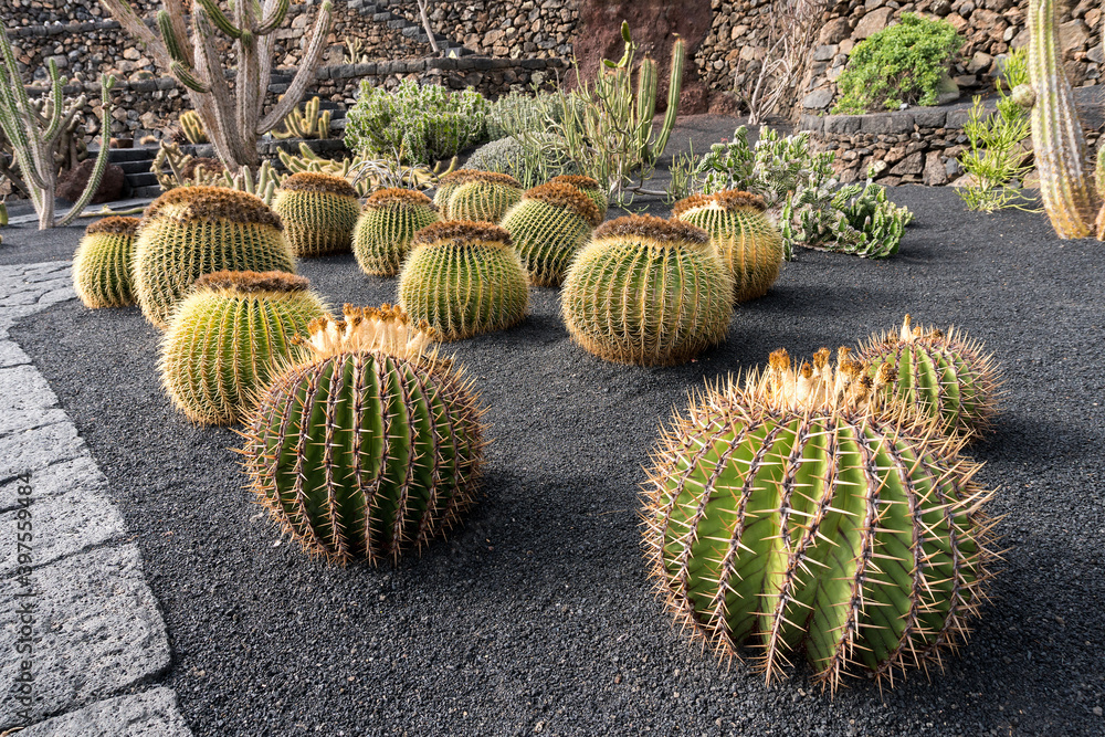 Jardin de cactus Jardin de cactus