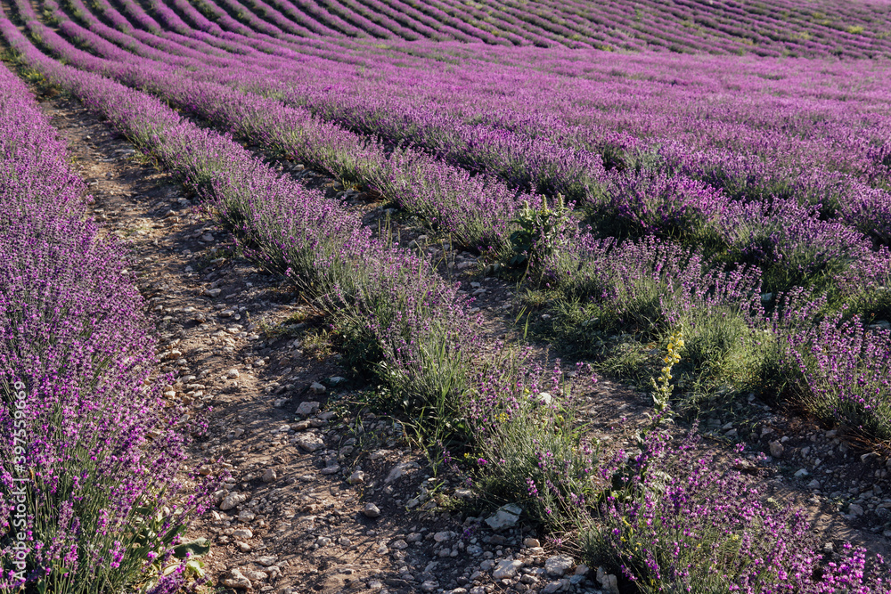 Fototapeta premium field of fragrant purple lavender flowers before harvest