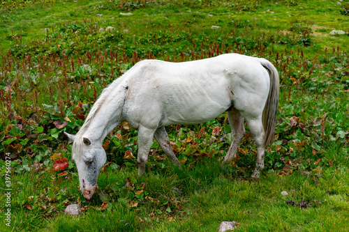 Italy, Trentino, Predazzo, Malga Moregna - 19 July 2020 - A beautiful white horse grazes the grass