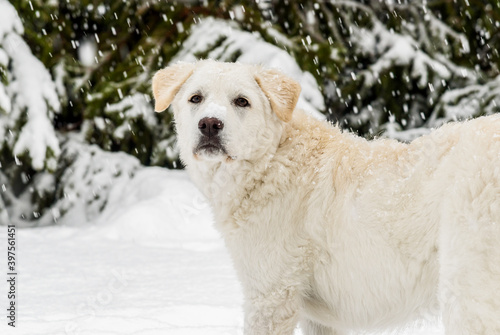 Cute white puppy dog in the snow under the snowfall..