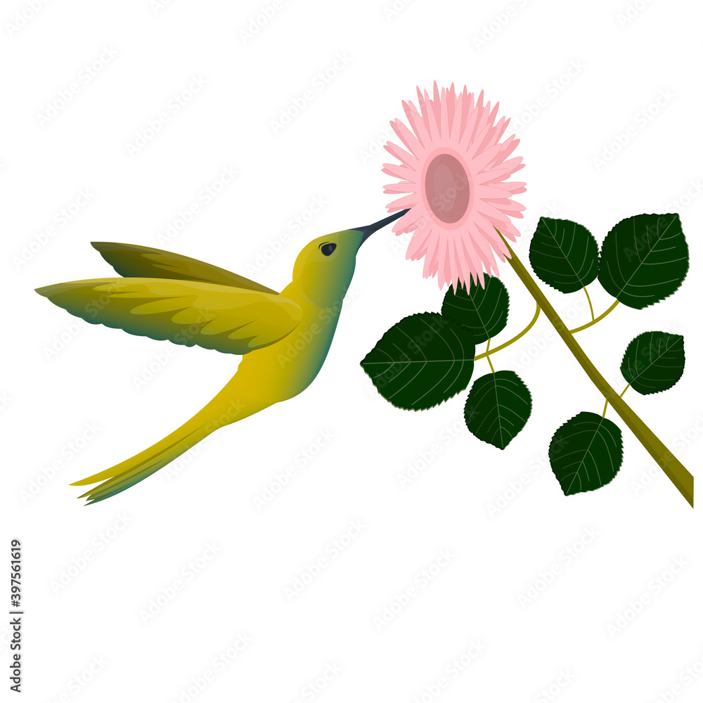 Obraz premium Hummingbird bird. Hummingbird in flight, vector illustration