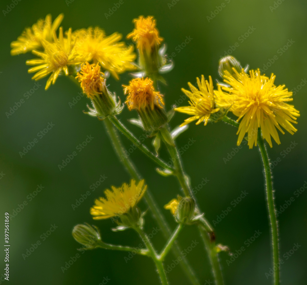 Fleurs de pissenlit au Petit-Abergement, France Fleurs de pissenlit au Petit-Abergement, France
