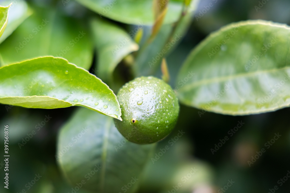 Green lemon plant growing in the garden Green lemon plant growing in the garden