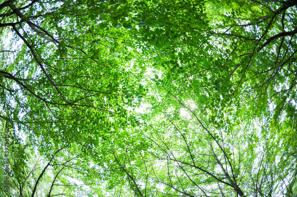 緑茂る新緑の樹々