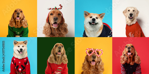 Photography Cute dogs in Christmas sweaters, headband and party glasses on color backgrounds
