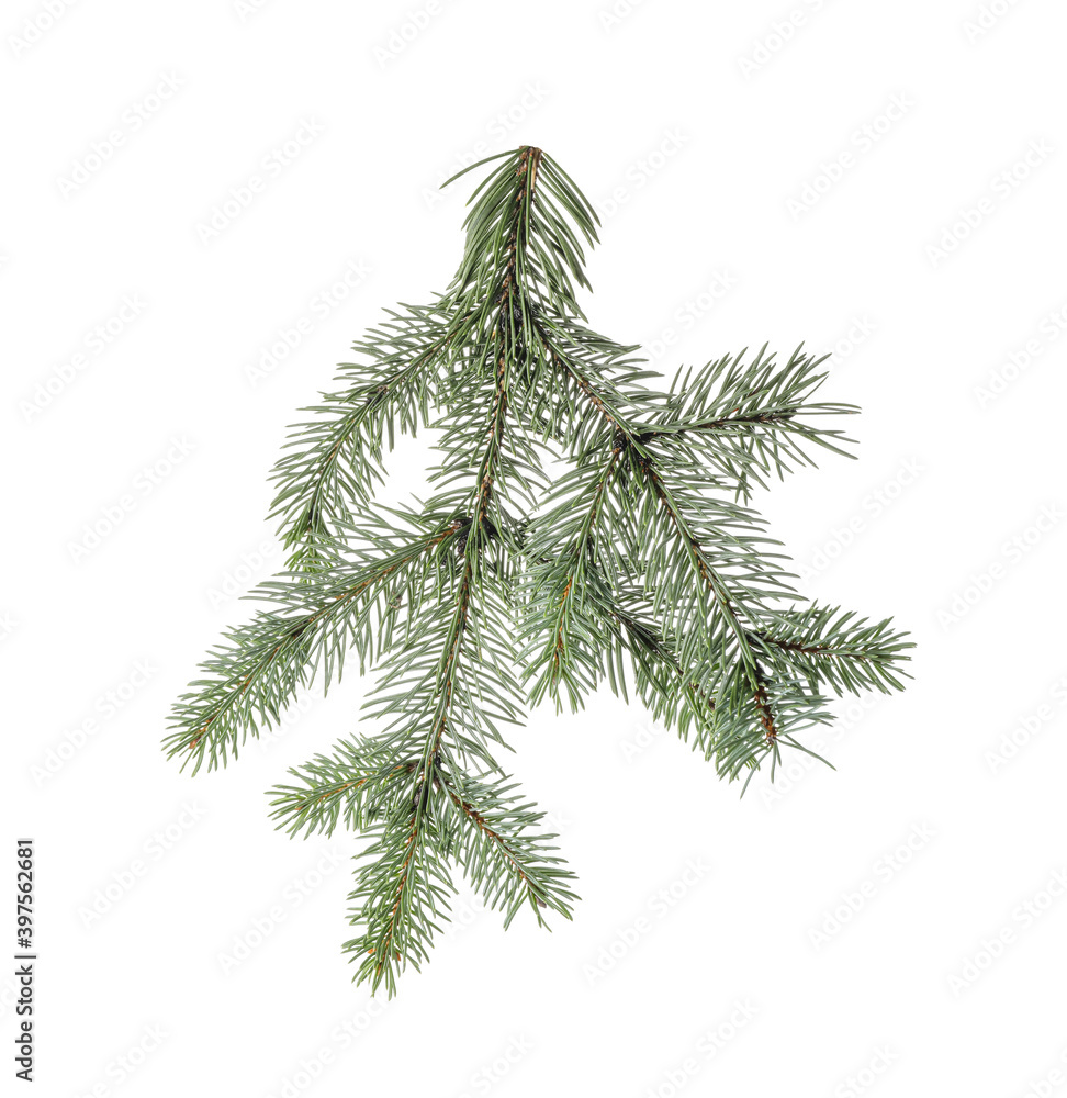 Obraz premium Christmas tree branch on white background