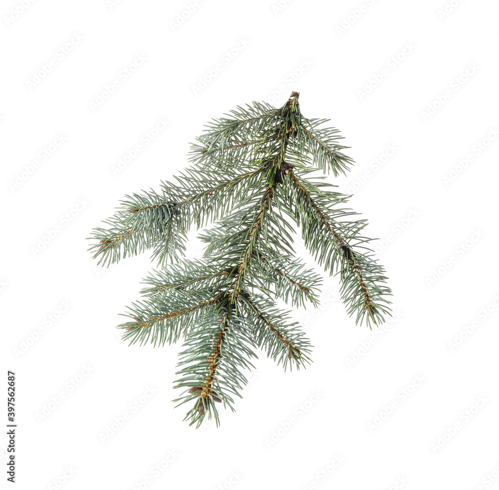 Christmas tree branch on white background