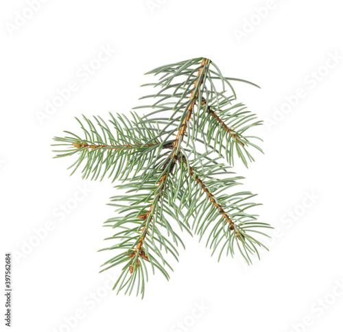 Christmas tree branch on white background © Pixel-Shot