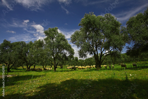 Flock of sheep feeding in olive garden