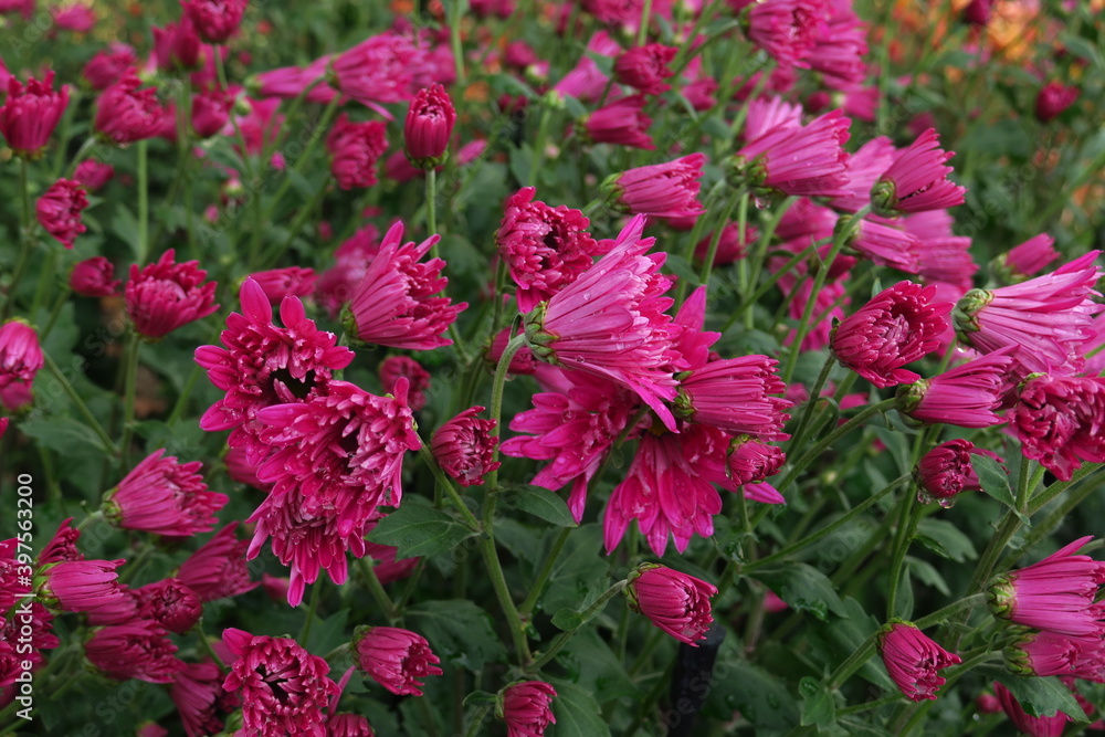Beautiful chrysanthemum as background picture. Chrysanthemum wallpaper, chrysanthemums in autumn. Beautiful chrysanthemum as background picture. Chrysanthemum wallpaper, chrysanthemums in autumn.